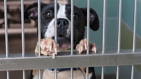 Broward county animal shelter florida - Report Animal Cruelty; Lost & Found; Pet Safety; Pet Loss & Grieving Services; Pet Friendly Housing & Lodging; Report Animal Cruelty